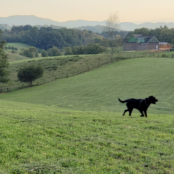 Meet your Posher, Jackie - Picture 5 of 10